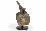 Hadrosaur (Brachylophosaurus?) Caudal Vertebra w/ Stand - Montana #304836-1